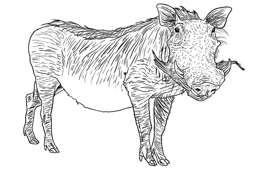 warthog drawing 12
