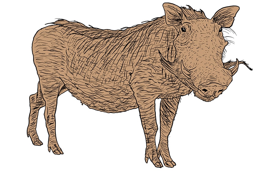 warthog drawing 14