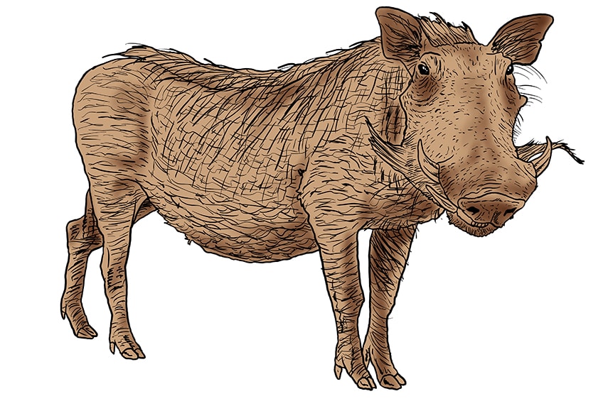 warthog drawing 15