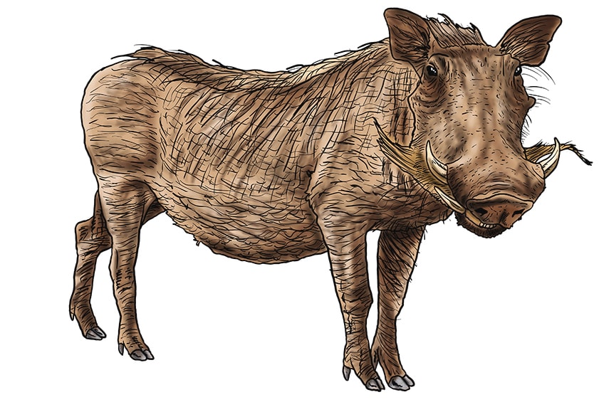 warthog drawing 17
