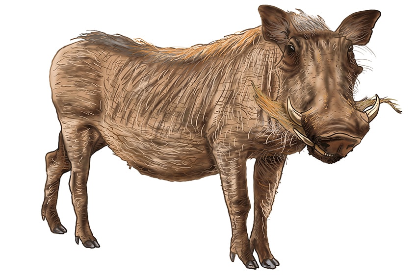 warthog drawing 19