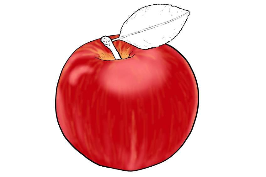 apple drawing 09