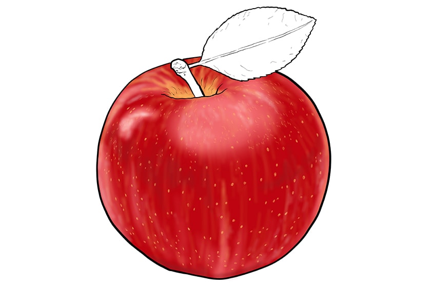 apple drawing 11