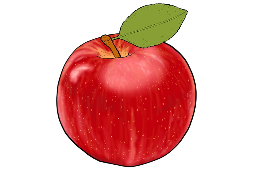 apple drawing 12