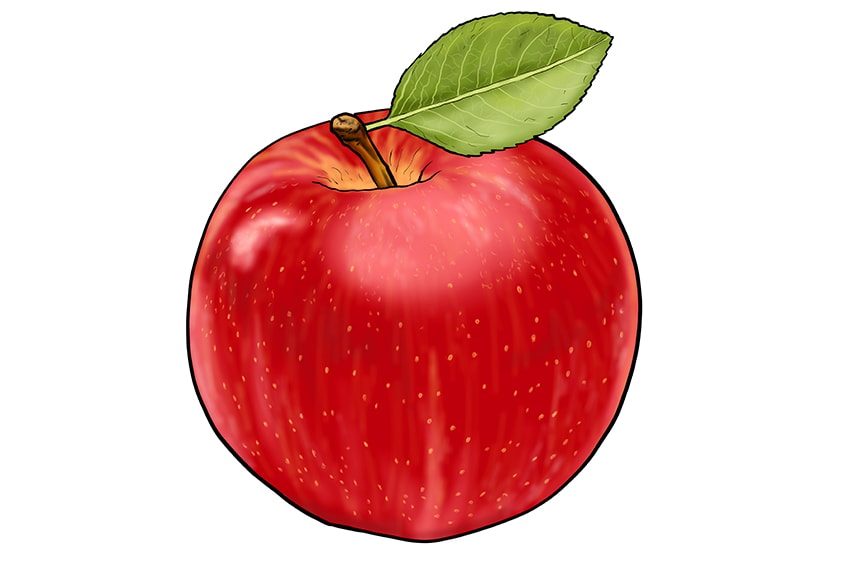 apple drawing 15