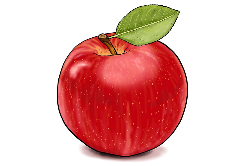 apple drawing 16
