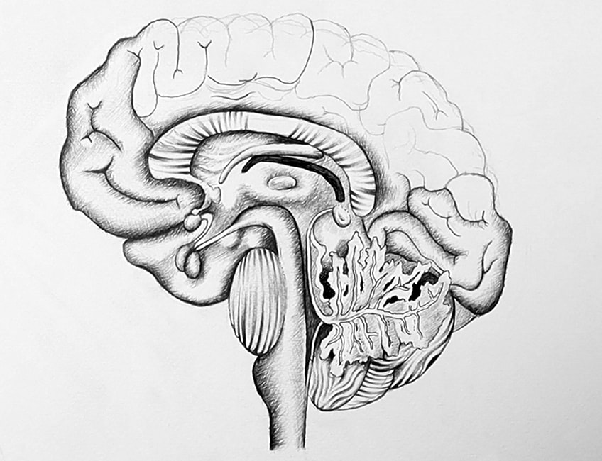 brain line drawing 21