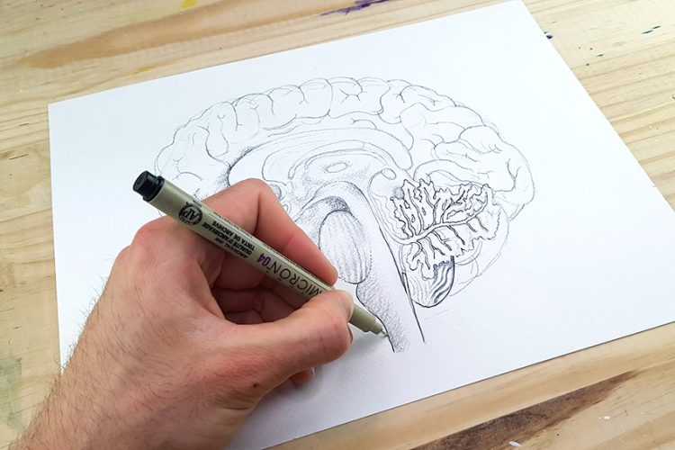 How to Draw a Brain - Learn to Create a Realistic Brain Drawing