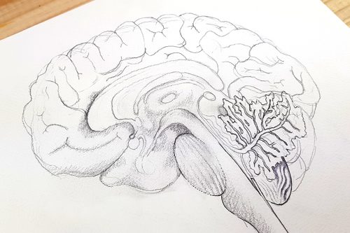 How to Draw a Brain - Learn to Create a Realistic Brain Drawing