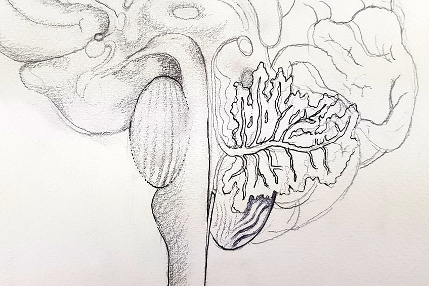 easy brain drawing 11