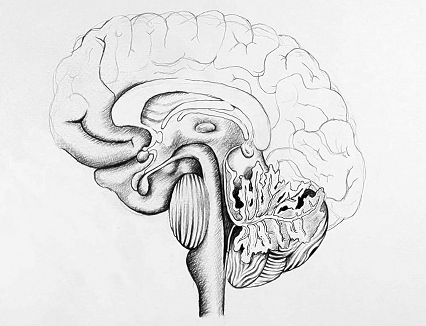 easy brain drawing 17