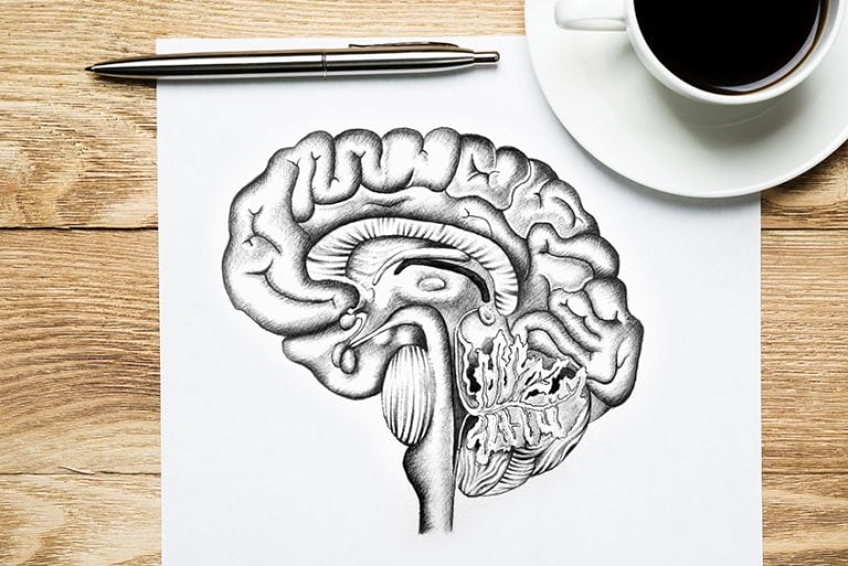 How to Draw a Brain – Learn to Create a Realistic Brain Drawing