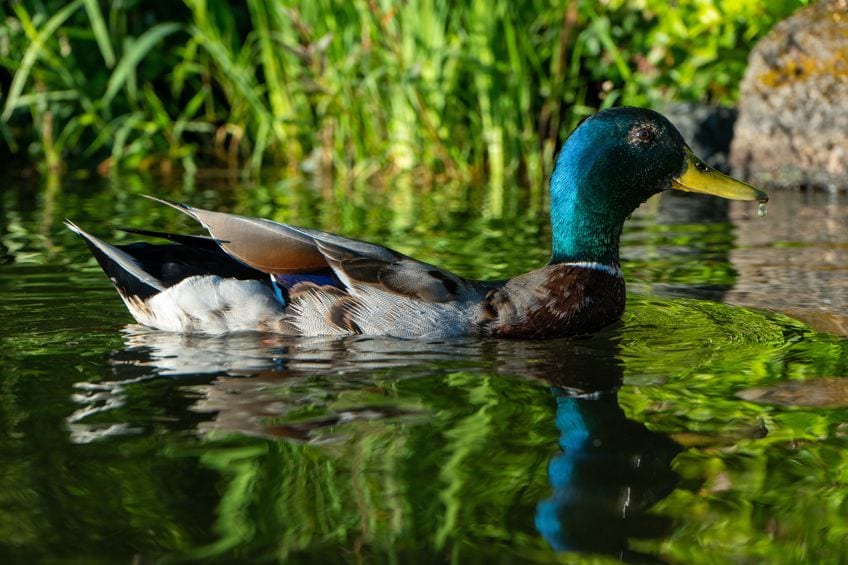 Animal Teal Colors