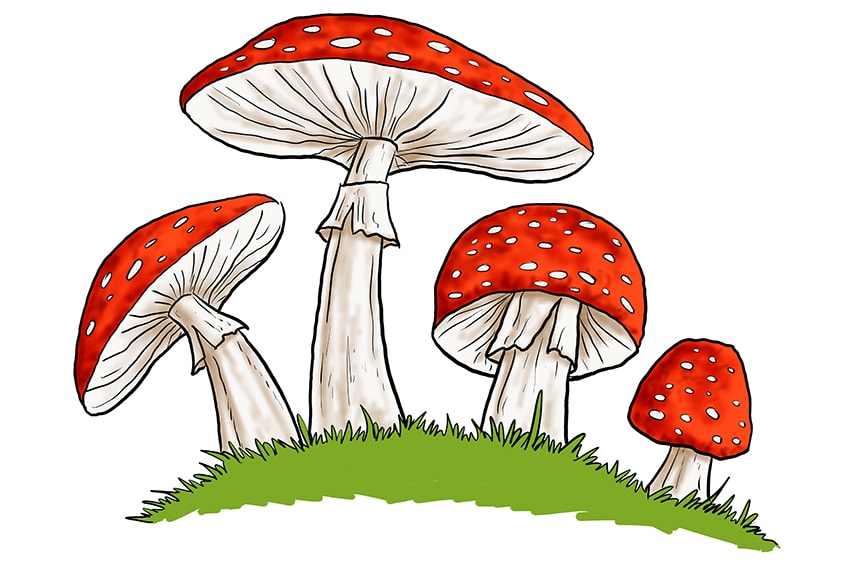 fungi drawing