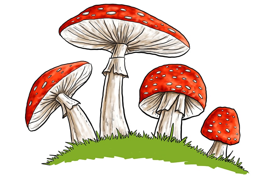 Mushroom Drawings 11