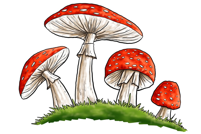 Mushroom Drawings 12