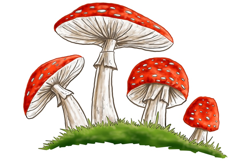 mushroom drawings