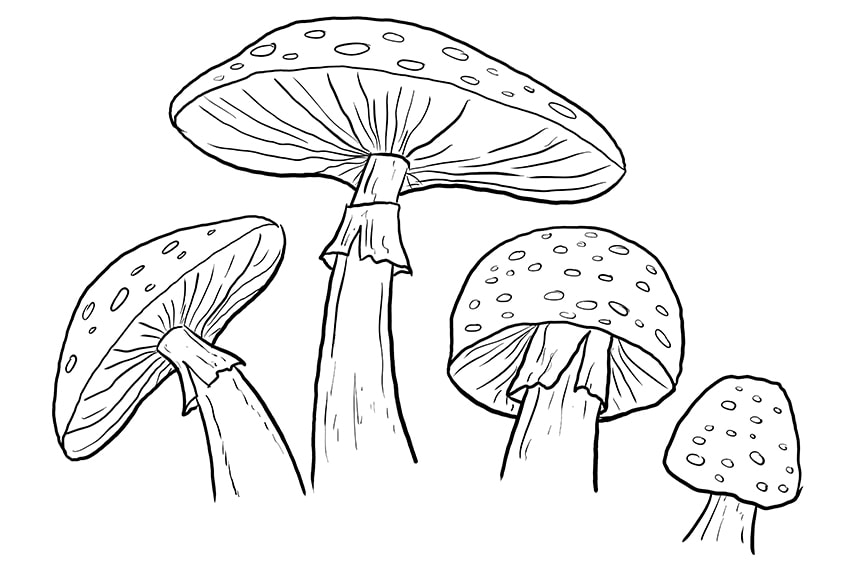 Mushroom Drawings 7