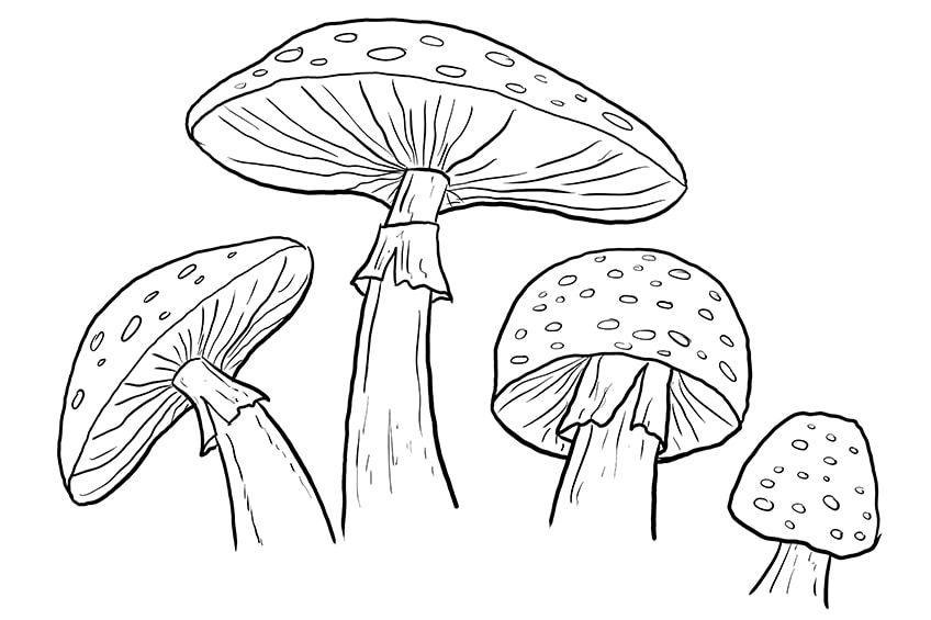 How to Draw a Mushroom - HelloArtsy