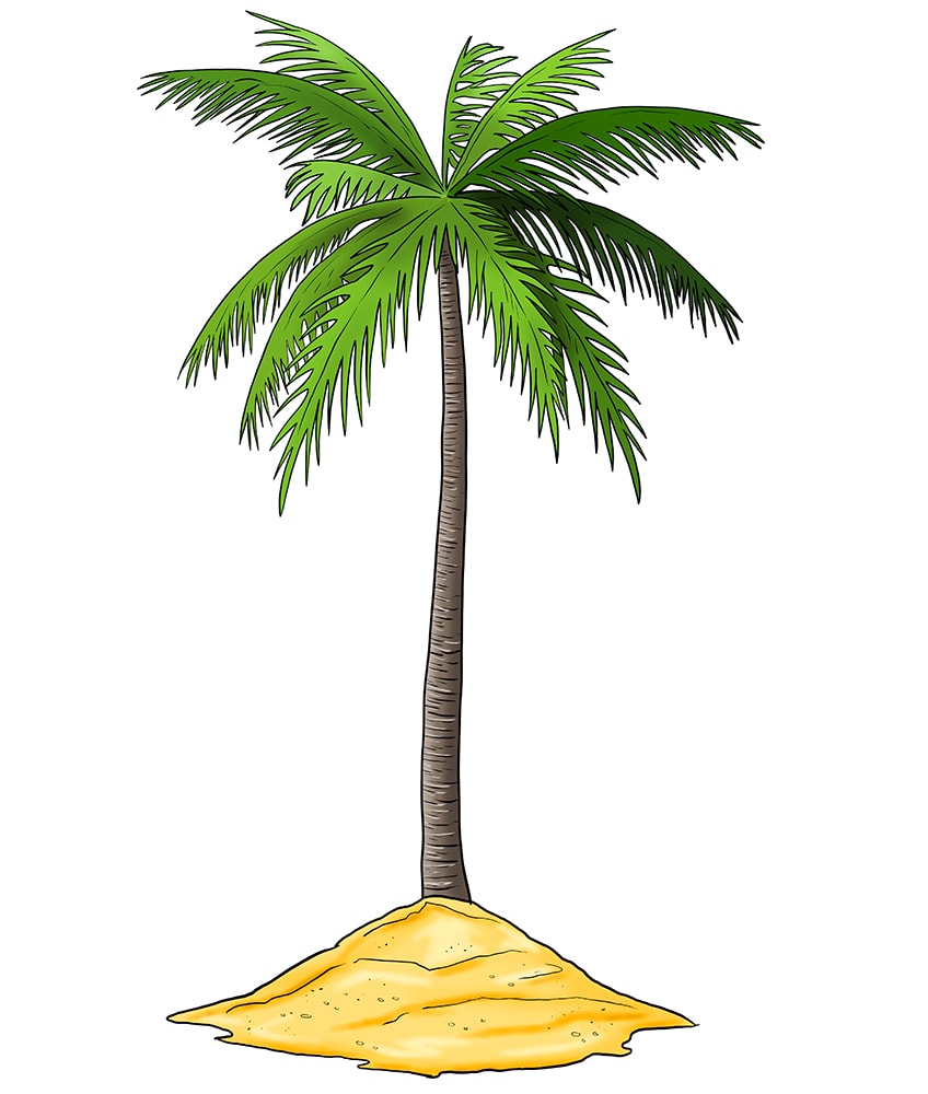 Palm Tree Drawing 14