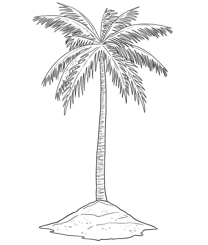 Cartoon Palm Tree Drawing  How To Draw A Cartoon Palm Tree Step By Step