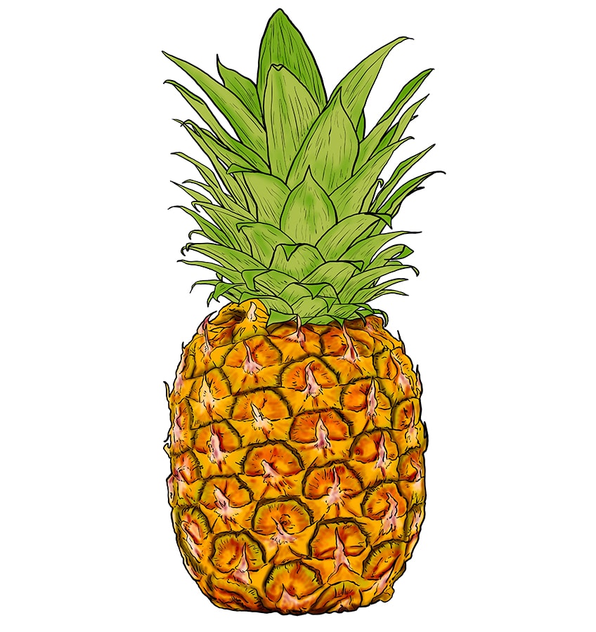 Pineapple Drawing 12