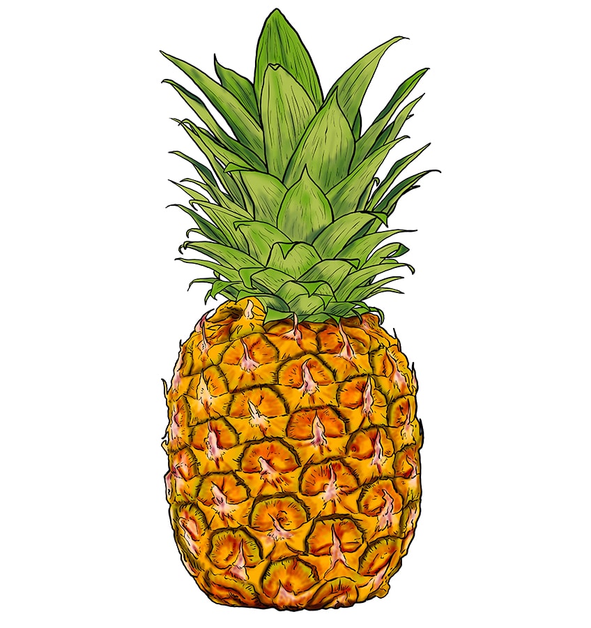 Pineapple Drawing 13