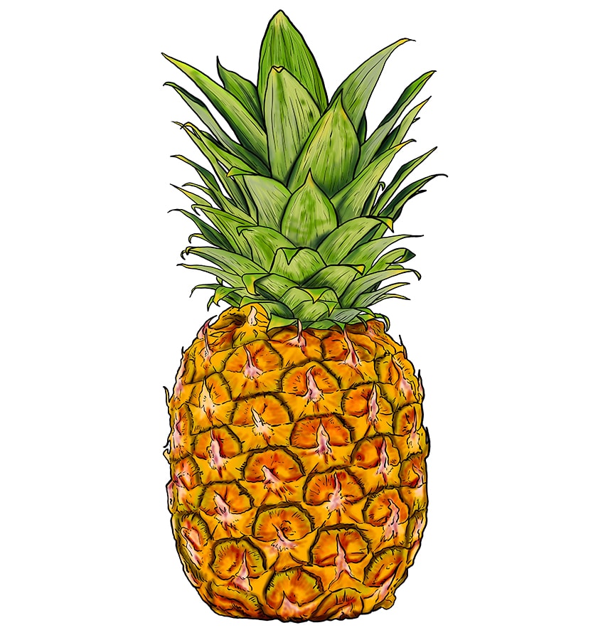 Pineapple Drawing 14