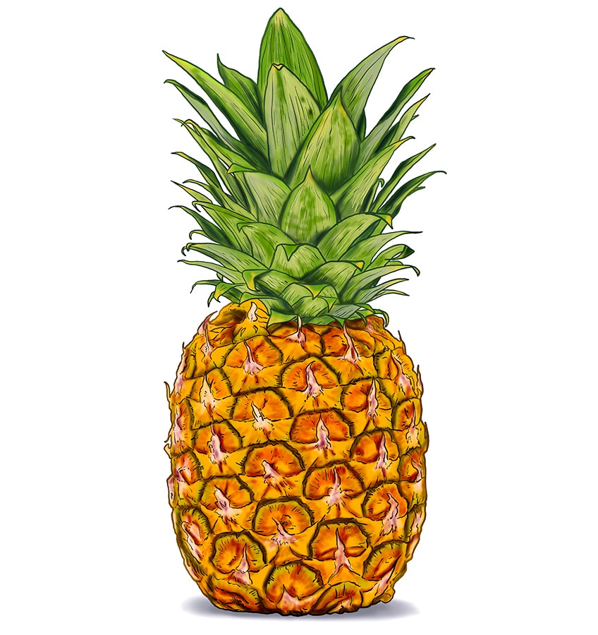Pineapple Drawing 15
