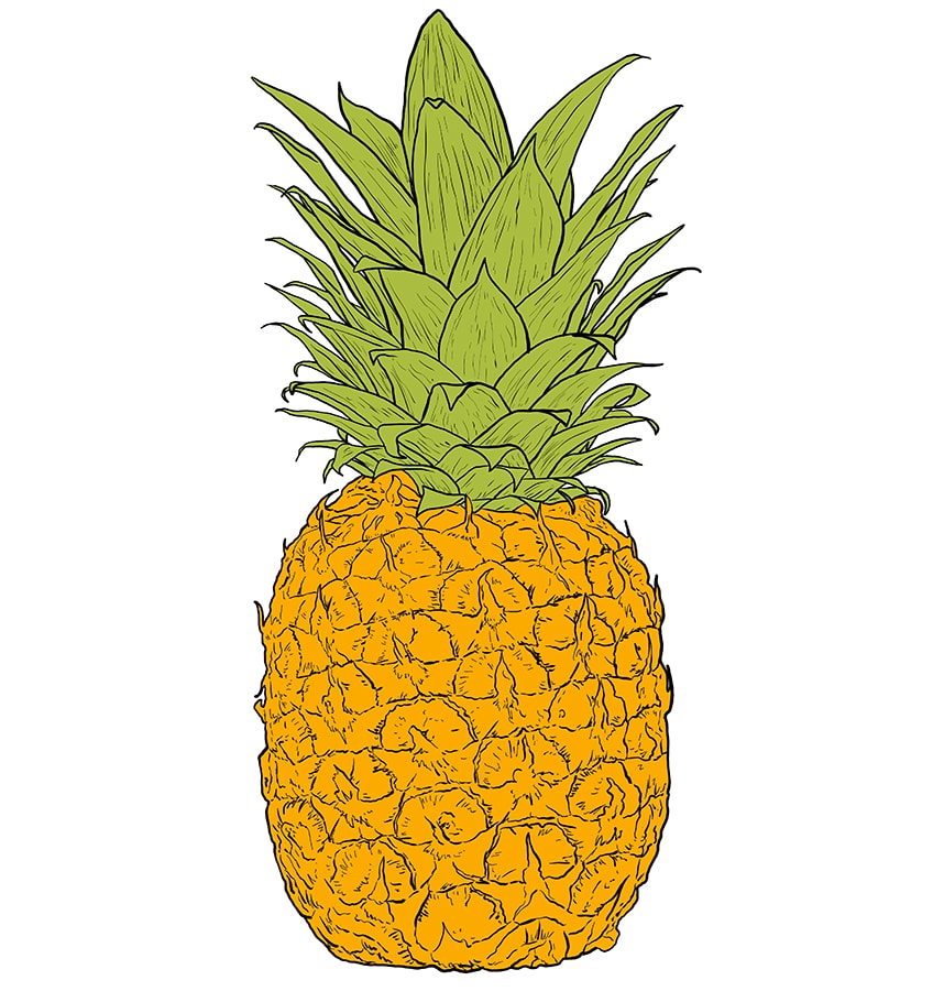 Pineapple Drawing 8