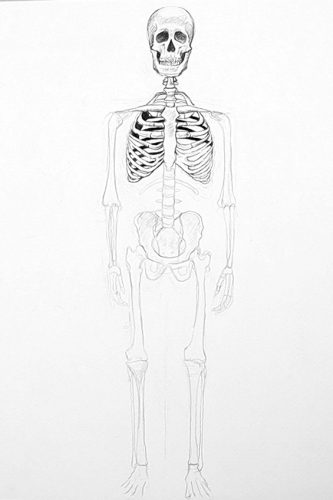 How to Draw a Skeleton - Depicting the Bones in the Human Body