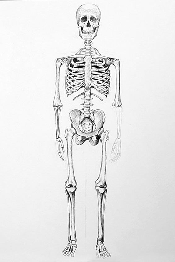 Skeleton Sketch 36