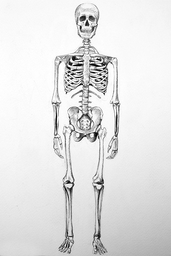 Skeleton Sketch 39