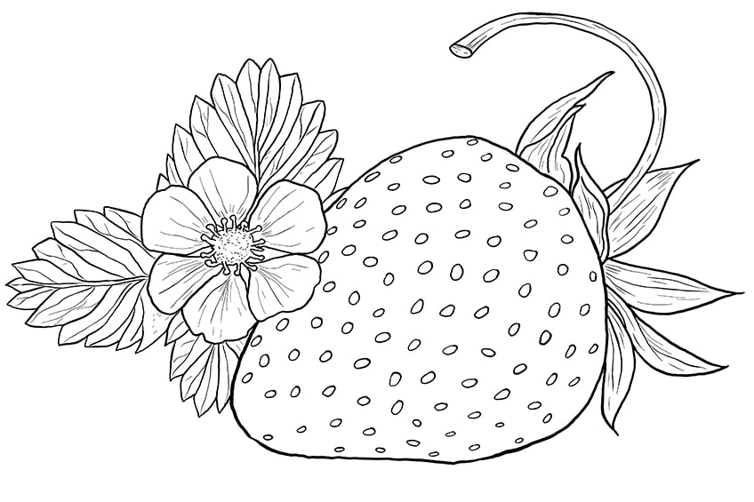Strawberry Drawing 10