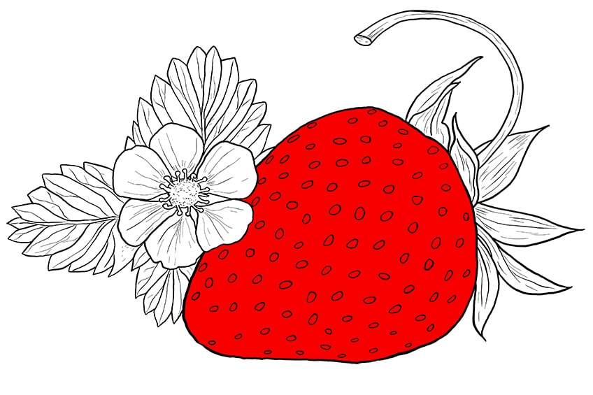 Strawberry Drawing 11