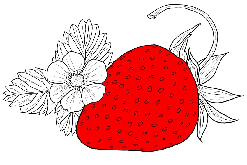 drawing of strawberry