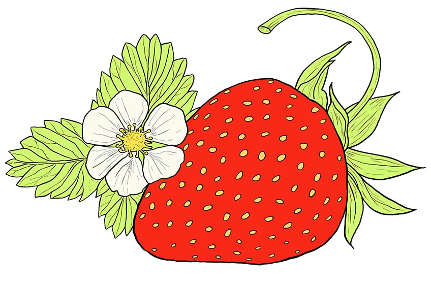 strawberry illustration