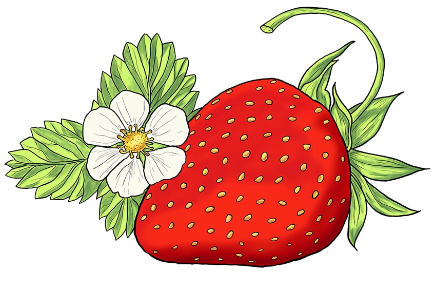 Premium Vector | Strawberry plant isolated with root
