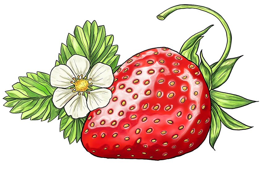 drawing of strawberry