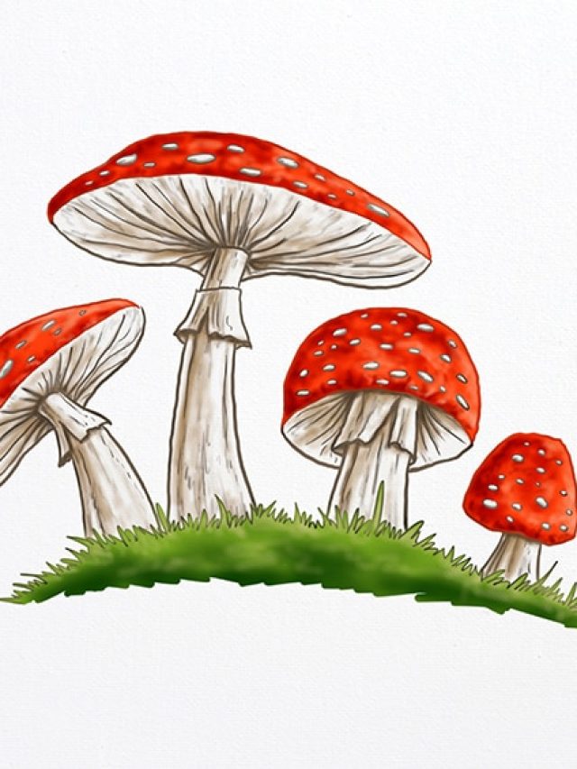 Mushroom Drawing A StepbyStep Guide! Art in Context
