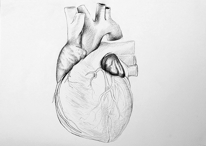 drawing heart anatomy 16