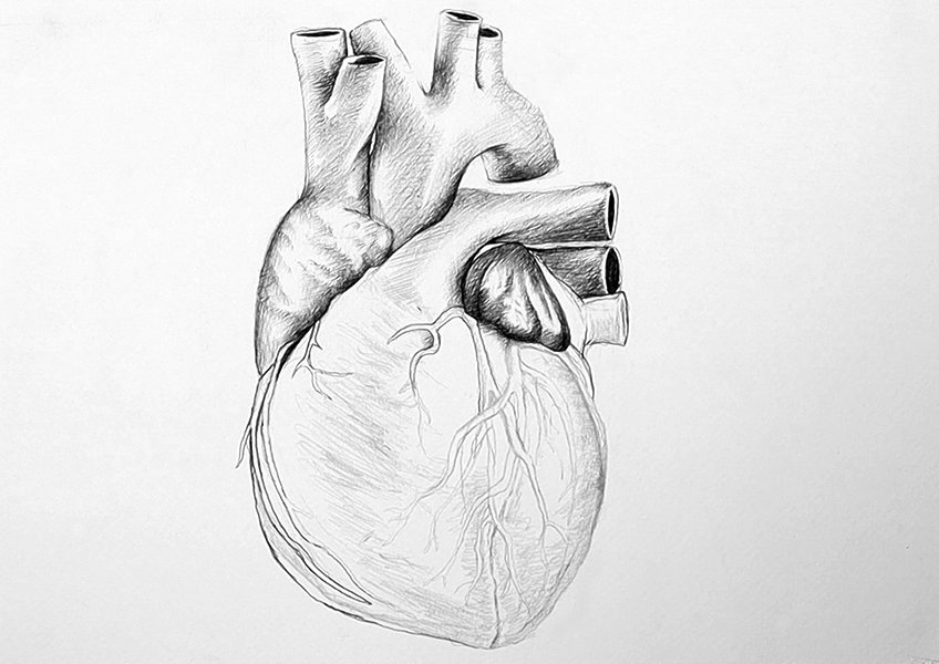 drawing heart anatomy 18