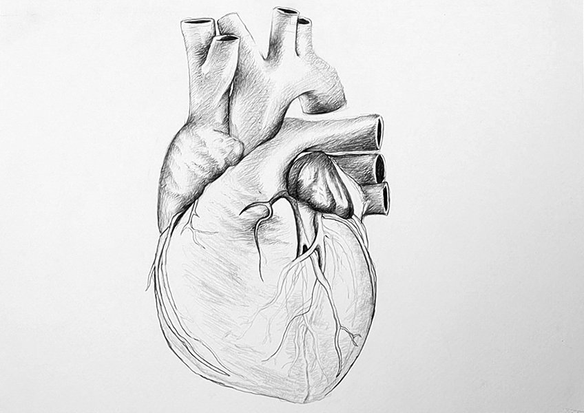 drawing heart anatomy 21