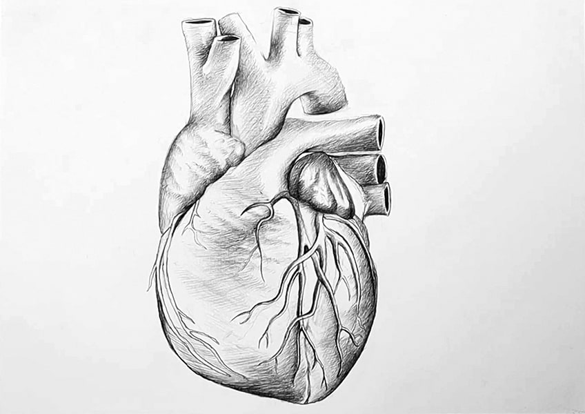 drawing heart anatomy 24