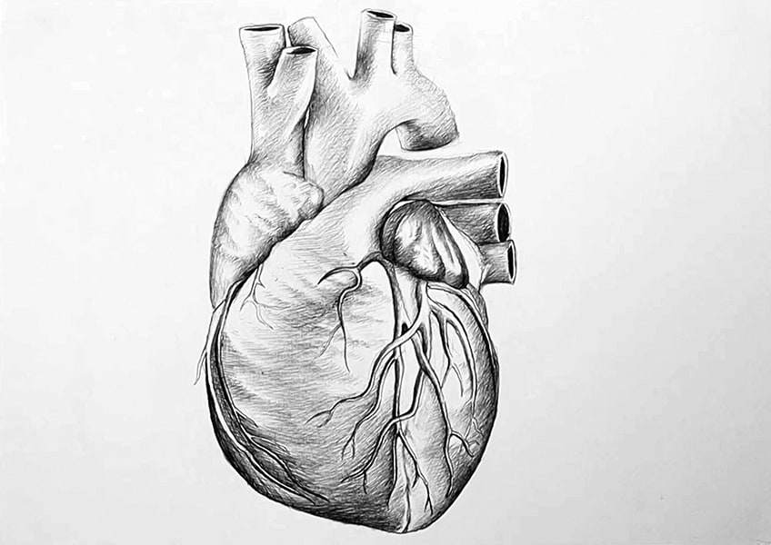 drawing heart anatomy 26