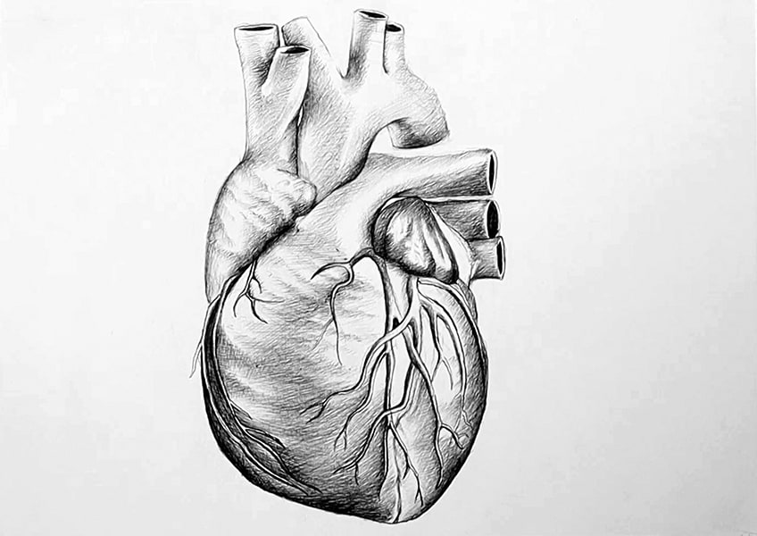 Artistic Human Heart Anatomy Of The Human Heart In Red Color With Blue Artistic Human Heart Anatomy Of The Human Heart In Red Color With Blue