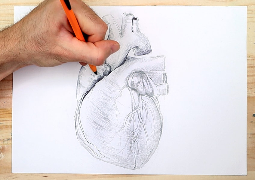 drawing of human heart 11