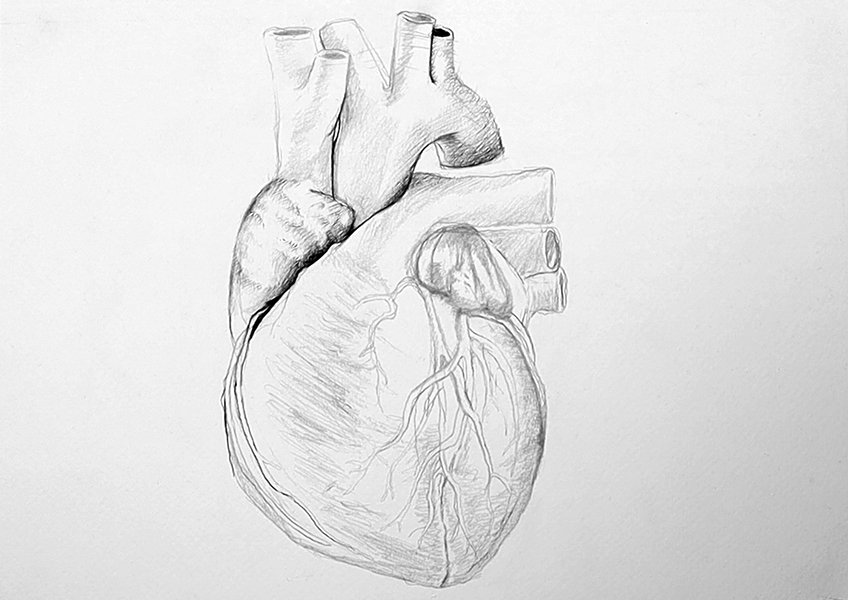 drawing of human heart 12