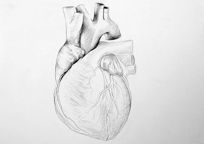 drawing of human heart 13