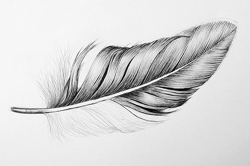 feather illustration 19